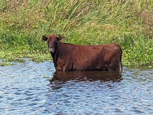 Recreation «Kissimmee Swamp Tours», reviews and photos, 4500 Joe Overstreet Rd, Kenansville, FL 34739, USA