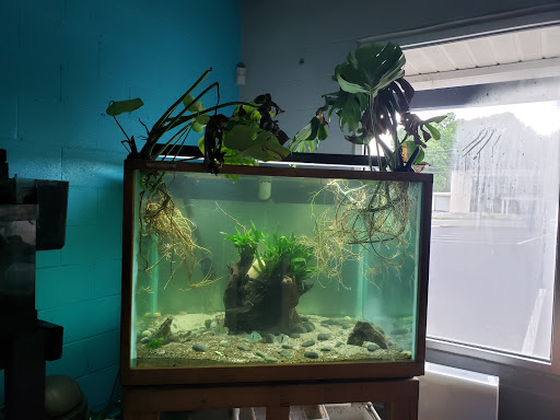 Aquarium «Skoolz of Fish», reviews and photos, 1503 Chamberlayne Ave, Richmond, VA 23222, USA