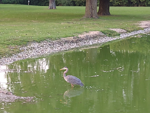 Golf Club «Marquette Park Golf Course», reviews and photos, 6700 S Kedzie Ave, Chicago, IL 60629, USA