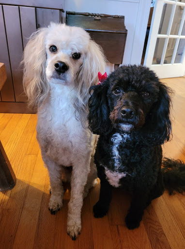 Pet Supply Store «Planet Dog Company Store», reviews and photos, 211 Marginal Way, Portland, ME 04101, USA