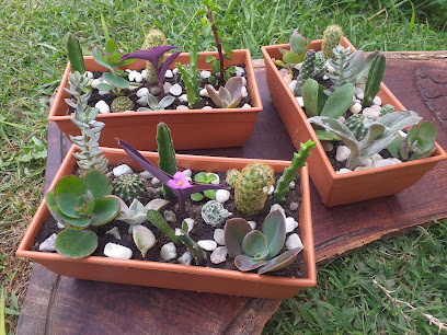 Regalá Vida - Cactus y Suculentas