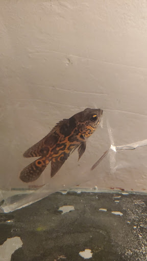 Pet Store «Pet Town», reviews and photos, 7804 Florence Ave, Downey, CA 90240, USA