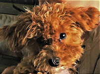 Wags Whiskers and Walks - Photo 2 - Car repair in Arlington, VA, Washington