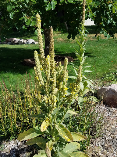 Park «Sandstone Park», reviews and photos, 4650 Pring Ranch Rd, Colorado Springs, CO 80922, USA