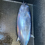 Photo n°1 de l'avis de Felix. fait le 16/01/2023 à 20:53 sur le  Leme Marisqueira à Calheta