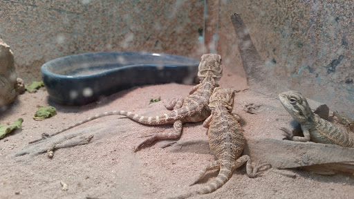 Pet Store «Everything Pet», reviews and photos, 3616 N Fry Rd, Katy, TX 77449, USA