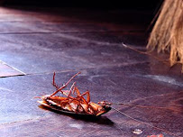 Black Diamond Pest Control - Photo 5 - Car repair in Hendersonville, TN, Nashville