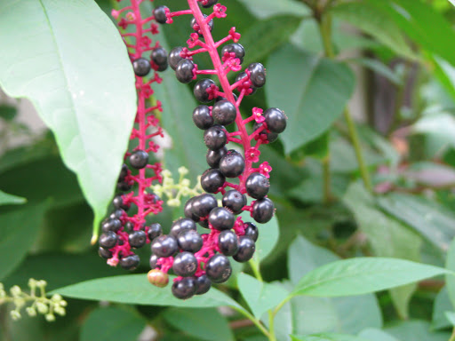Nature Preserve «River Trail Nature Center», reviews and photos, 3120 Milwaukee Ave, Northbrook, IL 60062, USA