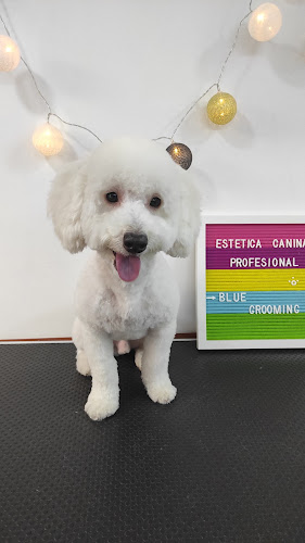 Blue Grooming Estética Canina Profesional - Peluquería