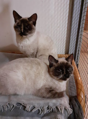 Animaux en détresse à Wettolsheim