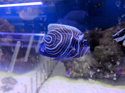 Tropical Fish Store «Aquarium World», reviews and photos, 116 S Earl Ave, Lafayette, IN 47904, USA