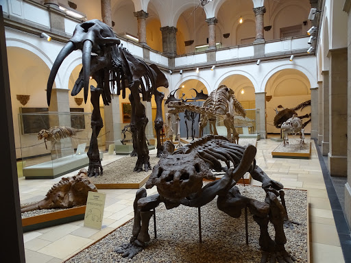Bayerische Staatssammlung für Paläontologie und Geologie