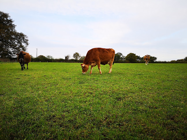 Reviews of Colletts Farm Shop and Dairy in Colchester - Butcher shop