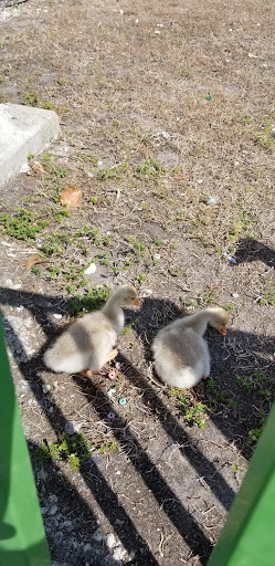 Park «McDonald Park», reviews and photos, 7505 W 12th Ave, Hialeah, FL 33014, USA