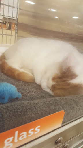 Pet Supply Store «PetSmart», reviews and photos, 1559 Merritt Blvd, Dundalk, MD 21222, USA