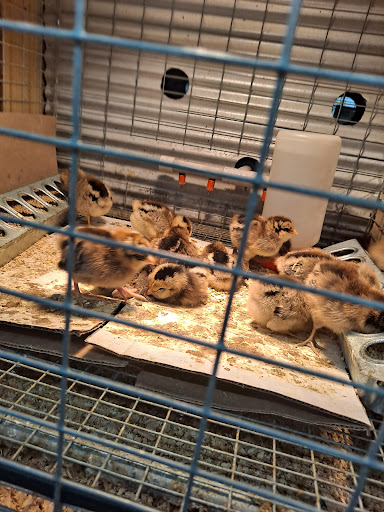 Hardware Store «Buchheit of House Springs», reviews and photos, 4550 Gravois Rd, House Springs, MO 63051, USA