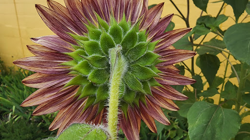 Grocery Store «Sunspot Natural Market», reviews and photos, 3717 S Reed Rd, Kokomo, IN 46902, USA