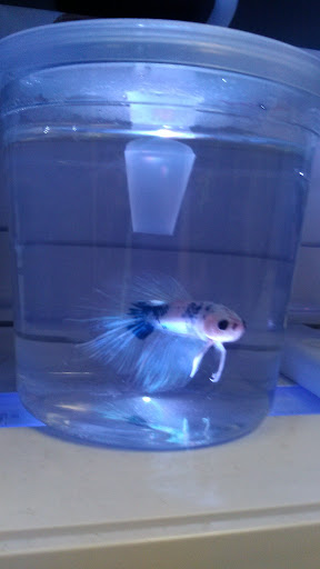 Pet Supply Store «Petsense Crossville», reviews and photos, 68 The Crossings, Crossville, TN 38555, USA