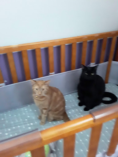 Pet Supply Store «Pet Supplies Plus», reviews and photos, 26230 Hoover Rd, Warren, MI 48089, USA