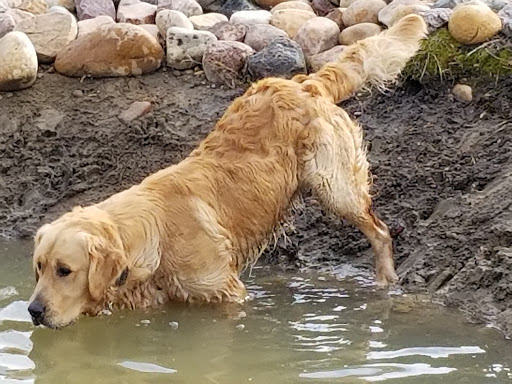 Classic Golden Retrievers