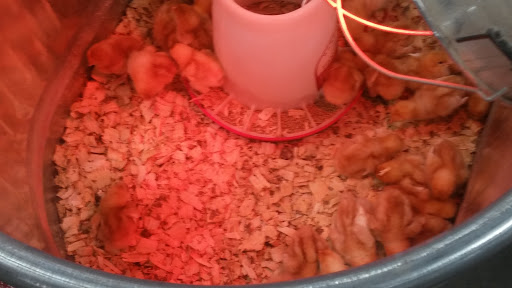 Home Improvement Store «Tractor Supply Co.», reviews and photos, 2280 Sanders Rd, Conway, AR 72032, USA