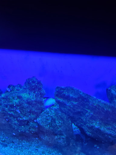 Pet Supply Store «Petco Animal Supplies», reviews and photos, 13 Welles St, Glastonbury, CT 06033, USA