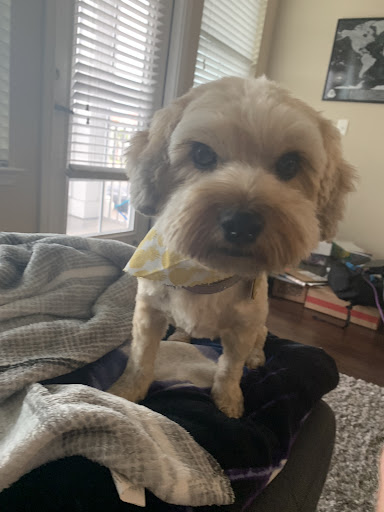 Pet Store «DipidyDawg Gourmet Dog Bakery & Boutique», reviews and photos, 21301 S Tamiami Trail Suite 430, Estero, FL 33928, USA