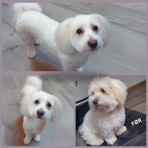 Vakker Hundesalon in Kongerslev, Aalborg