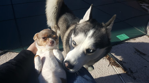 Pet Supply Store «Pet Valu», reviews and photos, 150 Main St, Lodi, NJ 07644, USA