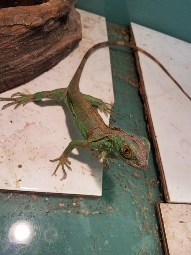 Pet Store «Movie Vault & PETropoliS live», reviews and photos, 1296 Anderson City Rd, Lawrenceburg, KY 40342, USA