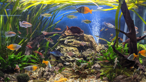Aquarium «Congressional Aquarium Inc.», reviews and photos, 138 Congressional Ln, Rockville, MD 20852, USA