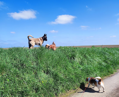 Fleur'&compagnie, pension pour chien et chat, pension pour chats, pension pour chiens. à Fleuré