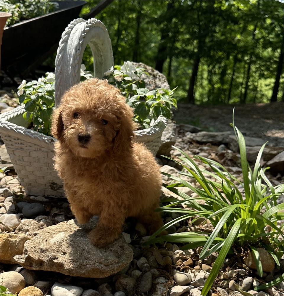 Parsippany Puppies For Sale