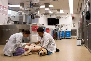 Ross University School of Veterinary Medicine image