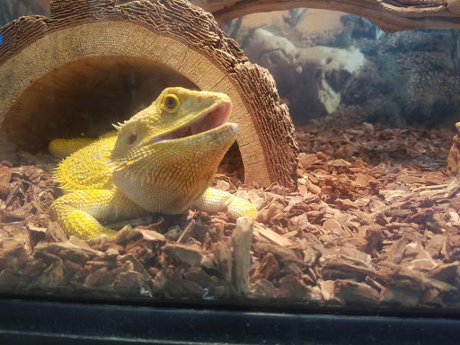 Pet Supply Store «PetKraze», reviews and photos, 100 Independent Way, Brewster, NY 10509, USA