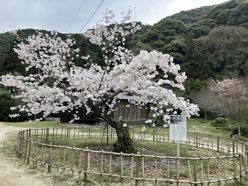 吉香公園の古桜