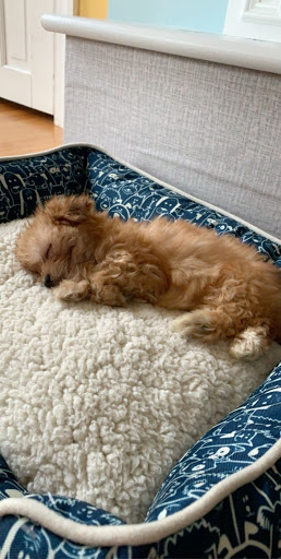 Pet Store «Arcadia Pets», reviews and photos, 4371 Amboy Rd, Staten Island, NY 10312, USA