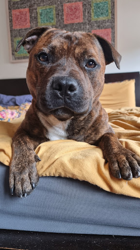 Das Hundehaus unter Karlsruhe, 