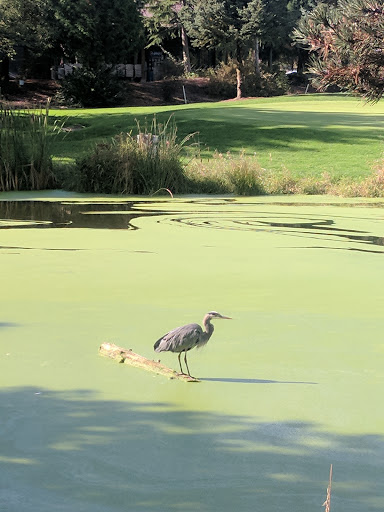 Golf Course «Willows Run Golf Complex», reviews and photos, 10402 Willows Rd, Redmond, WA 98052, USA