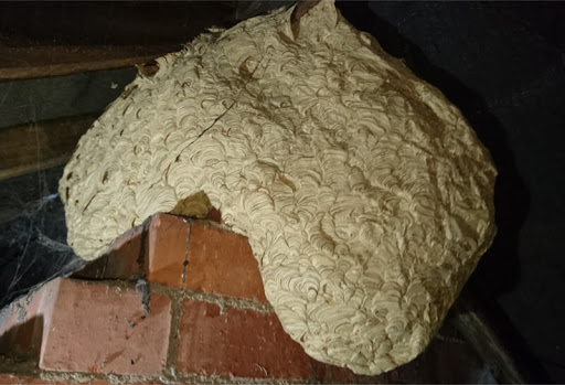 Termites Nottingham