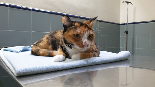 Hospital Veterinario Sant Antoni Abat en Mollet del Vallès