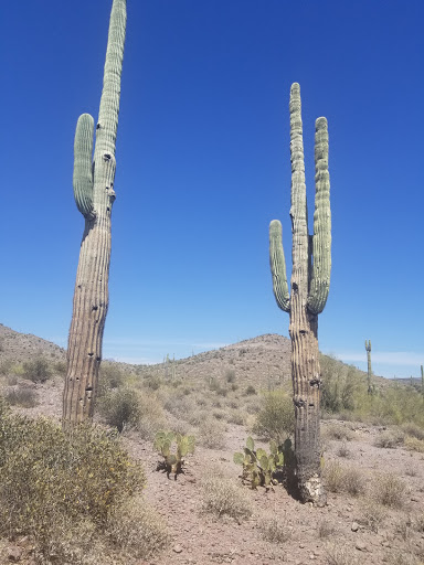 Tourist Attraction «Apache Trail Tours», reviews and photos, 4650 N Mammoth Mine Rd, Apache Junction, AZ 85119, USA