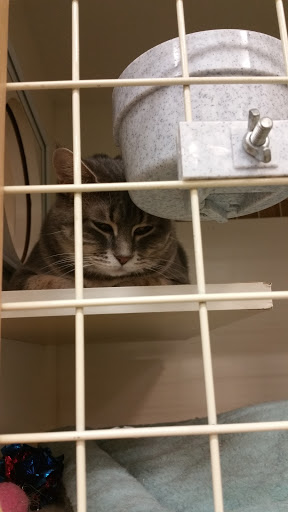 Pet Supply Store «Petco Animal Supplies», reviews and photos, 9078 SE Sunnyside Rd, Clackamas, OR 97015, USA