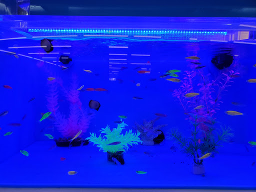 Pet Supply Store «Pet Supermarket», reviews and photos, 10291 Pines Blvd, Pembroke Pines, FL 33026, USA