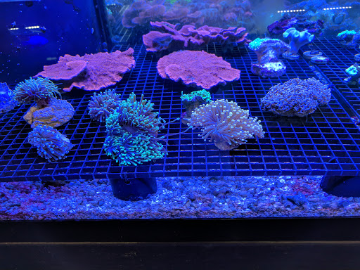 Tropical Fish Store «All Things Aquariums», reviews and photos, 30789 SW Boones Ferry Rd k, Wilsonville, OR 97070, USA