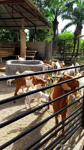 Best Animal Farms In Phuket Near Me