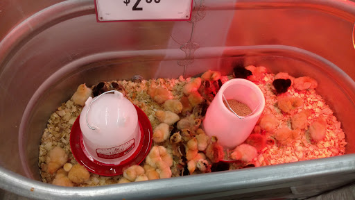 Home Improvement Store «Tractor Supply Co.», reviews and photos, 1253 NY-311, Patterson, NY 12563, USA