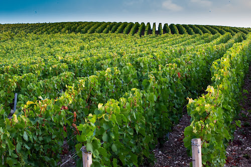 Champagne Vallée-Sellier à Saint-Euphraise-et-Clairizet