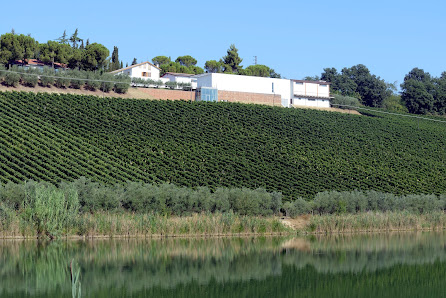 Fattoria Bruno Nicodemi Contrada Veniglio n. 8, SP19, 64024 Notaresco TE, Italia