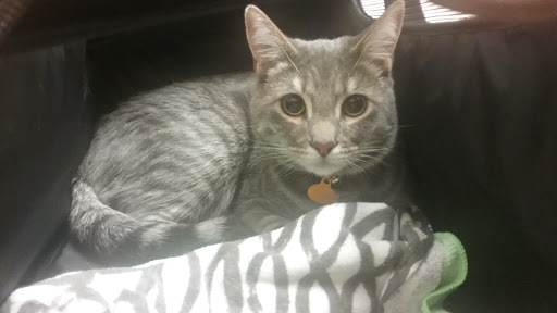 Pet Supply Store «PetSmart», reviews and photos, 10830 Olson Dr, Rancho Cordova, CA 95670, USA